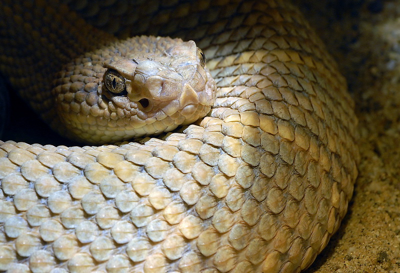 Tiere Zoo WTL_DDB1019.jpg